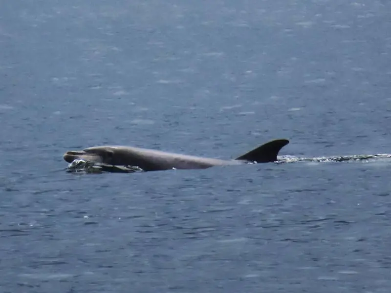 Calderón común (Globicephala melas)