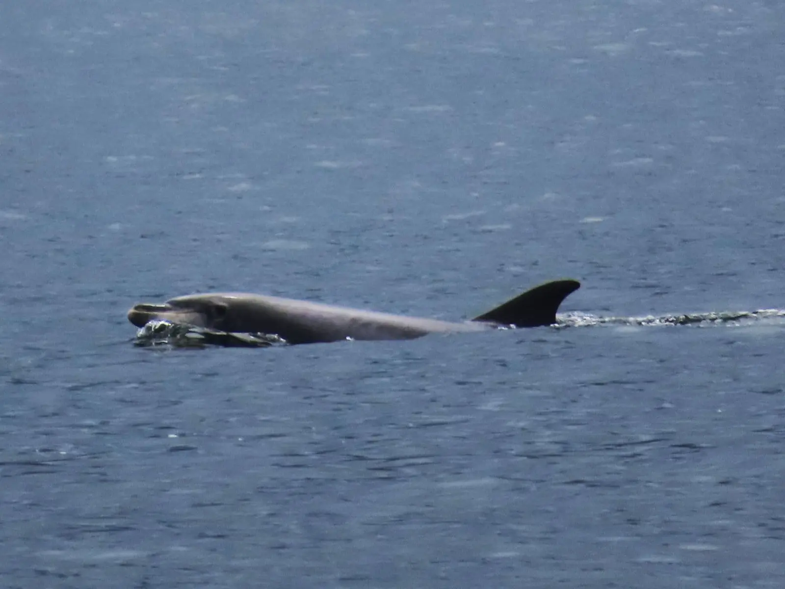 Calderón común (Globicephala melas)