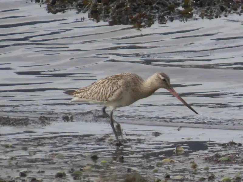 SiguieAguja colipinta (Limosa lapponica)
