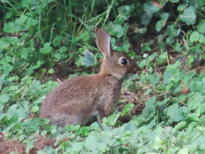 Conejo europeo (Orytolagus cuniculus)