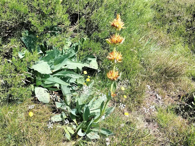 Gentiana lutea