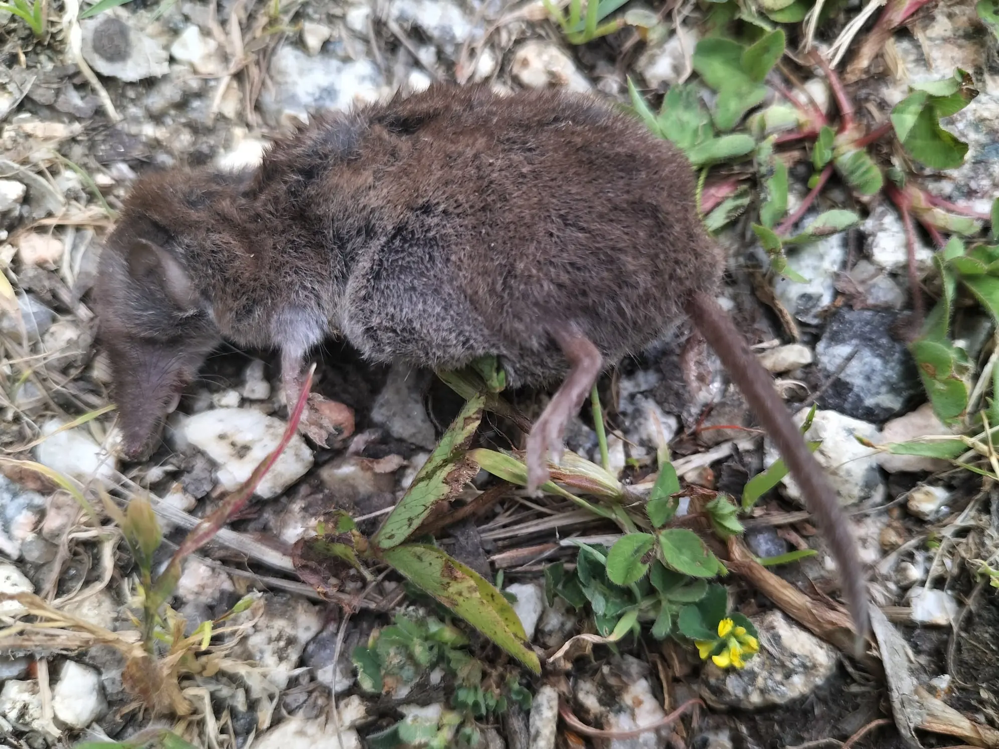 Musaraña gris (Crocidura russula)