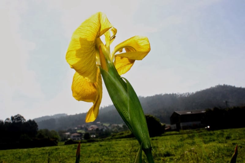 Iris pseudacorus