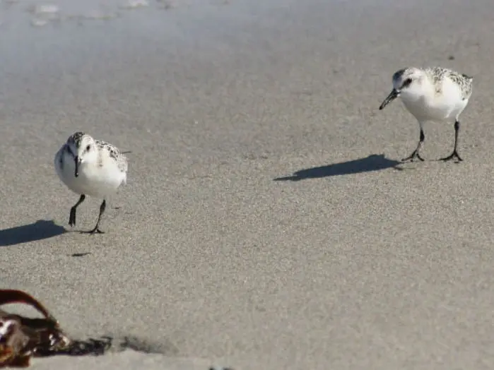 Correlimos tridáctilo (Calidris alba)