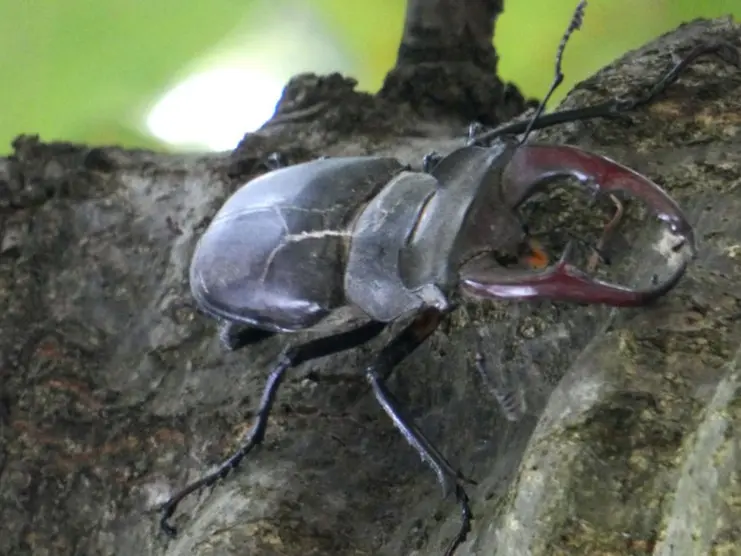 Lucanus cervus