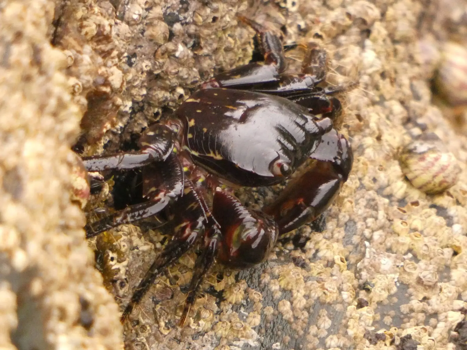 Intermareal en la Costa Doce