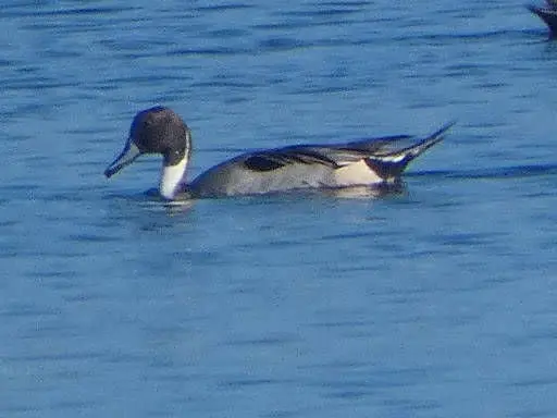 Ánade rabudo (Anas acuta)