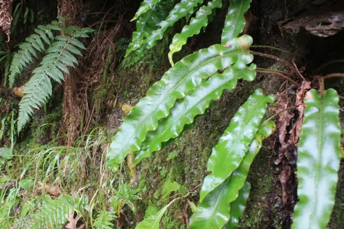 Asplenium scolopendrium