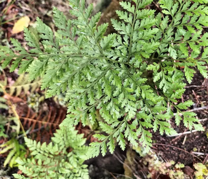 Davallia canariensis