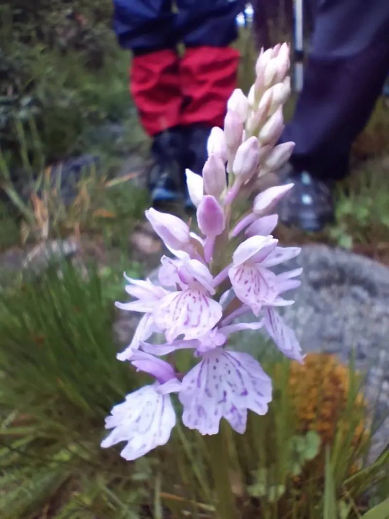 Dactylorhiza maculata