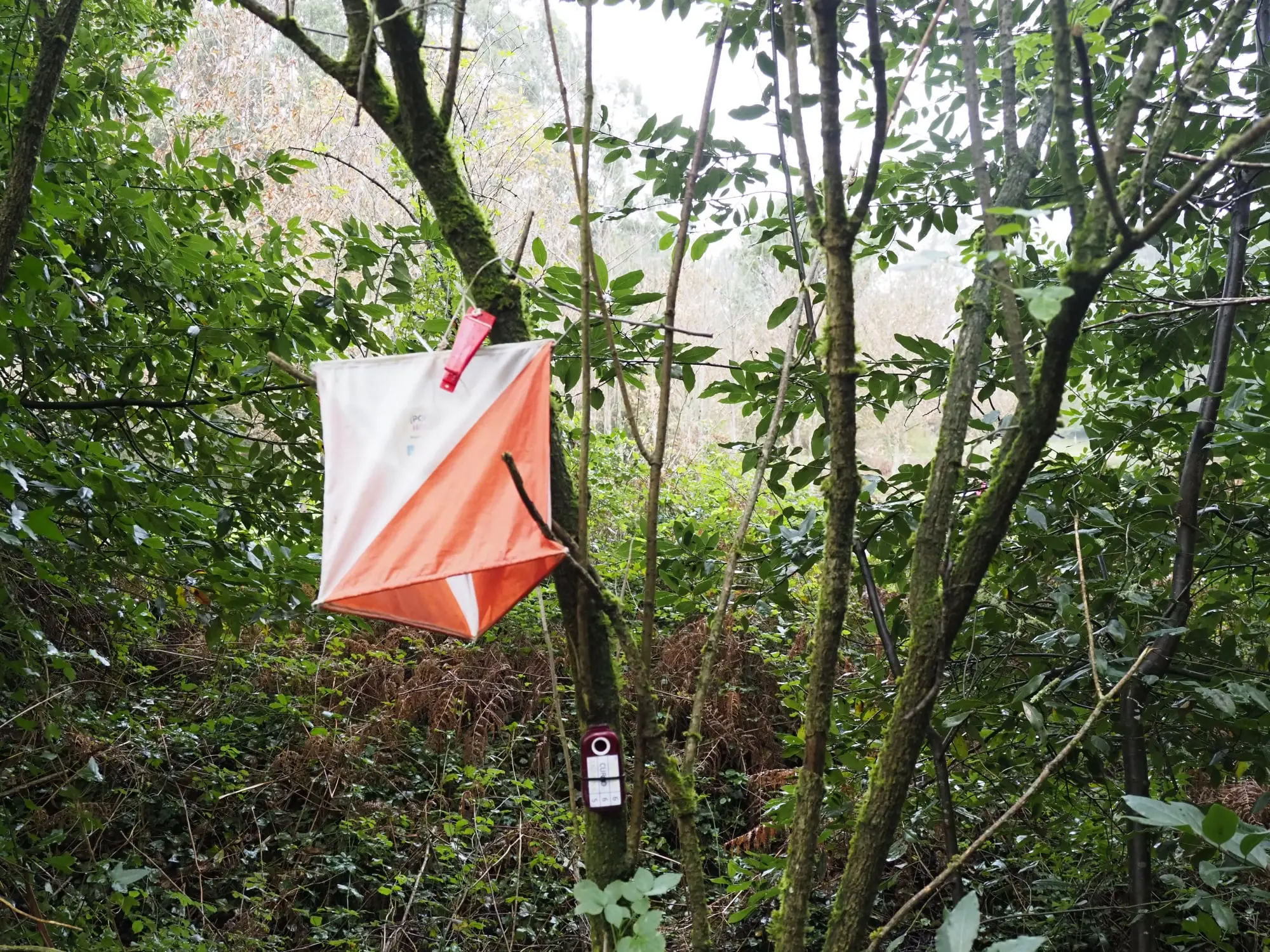 Trail de orientación de Ledoño 2024