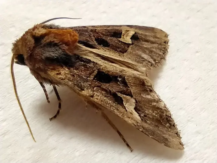 Trigonophora flammea